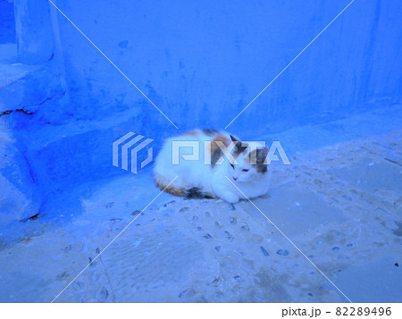 青い町と子猫 82289496