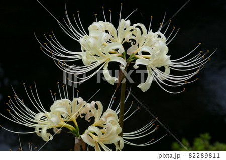 彼岸花といえば赤色。白い彼岸花は清楚なイメージで花言葉は再会 82289811