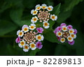 鮮やかな花をつけるランタナは和名で「七変化」と呼ばれている 82289813