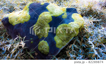 苔のむすまで 苔のむすまで 82289874