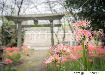 お富士山古墳の鳥居とピンクの彼岸花の写真素材 2955