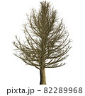 イチョウの木 1 82289968