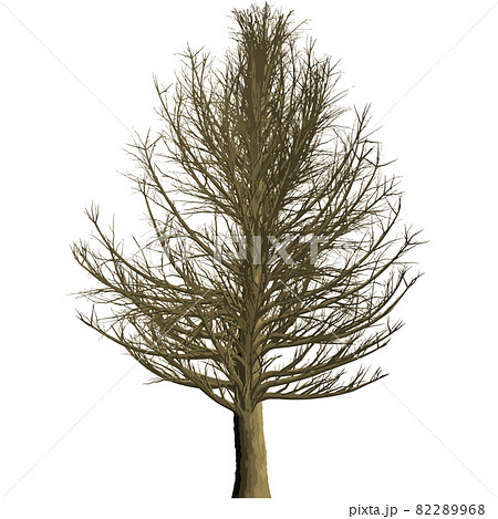 イチョウの木 1 イチョウの木 1 82289968