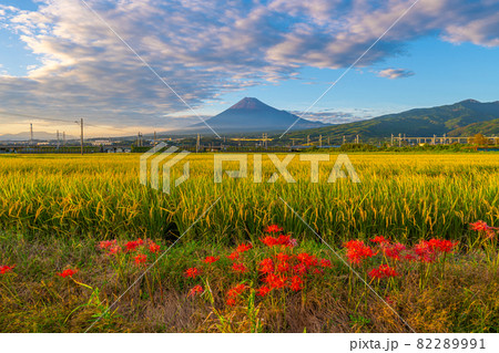 富士山 秋景色 稲穂と彼岸花 富士山 秋景色 稲穂と彼岸花 82289991