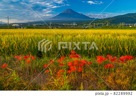 富士山　秋景色　稲穂と彼岸花 82289992