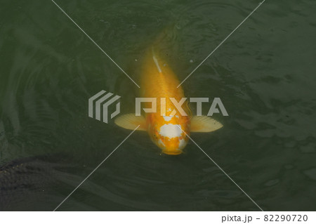 山田池公園 82290720