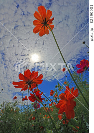 秋桜と空 82290901