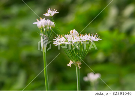 畑に咲いていた美しいニラの花 畑に咲いていた美しいニラの花 82291046