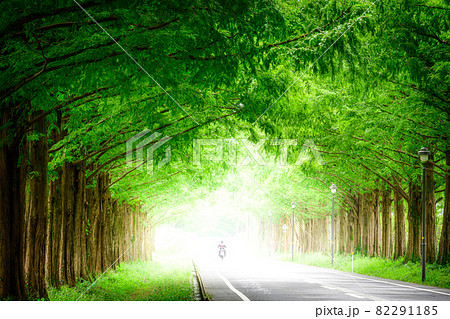 メタセコイヤ並木 82291185