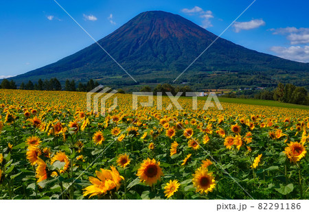 ニセコ　羊蹄山と向日葵 82291186