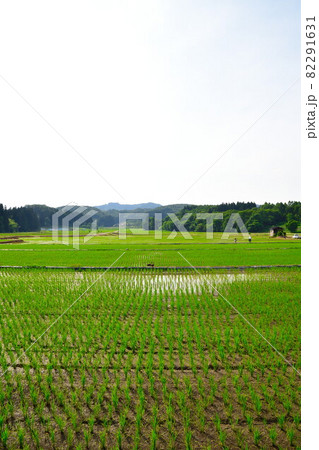 春の田園風景（新潟県） 82291631
