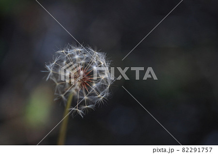 タンポポ 82291757