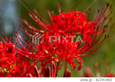 富士市　かりがね堤の彼岸花 82291982