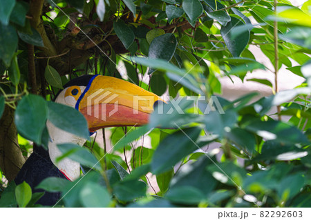 ジャングルに潜む野鳥　京都府立植物園 82292603