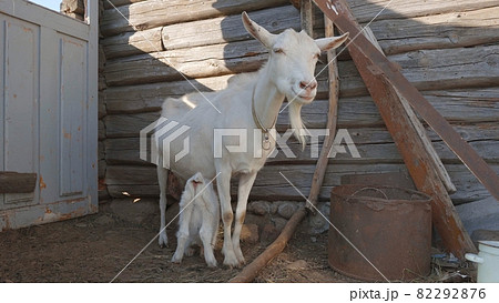 Little white kid sucks milk from his mother near the barn. Little white kid sucks milk from his mother near the barn. 82292876