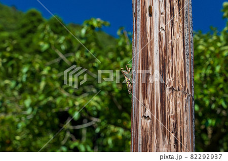 秋に見つけたカマキリ　 82292937