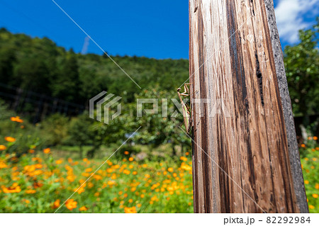 秋に見つけたカマキリ　 82292984