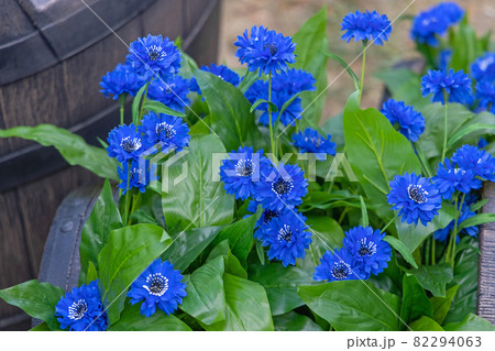 Artificial Blue Flowers 82294063