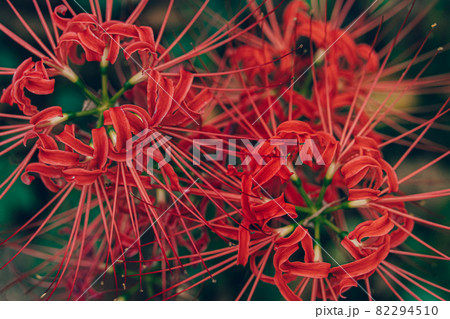 彼岸花 82294510
