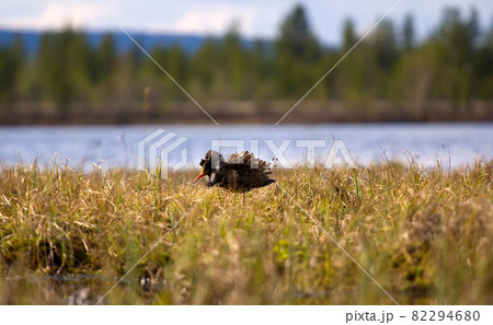 Mating behaviour. Male ruffs are in state of self-advertising 82294680