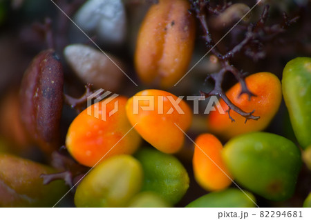 macro stone vegetation polar leaf summer 82294681