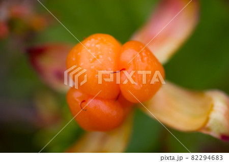 Berry cloudberry summer polar plant macro 82294683