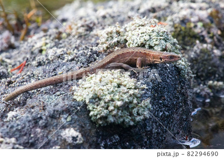 lizard warmed  in  sun on  island 82294690