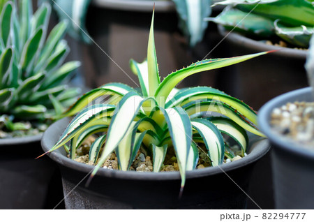 Agave ,succulent or cactus plant or Agave americana var 82294777