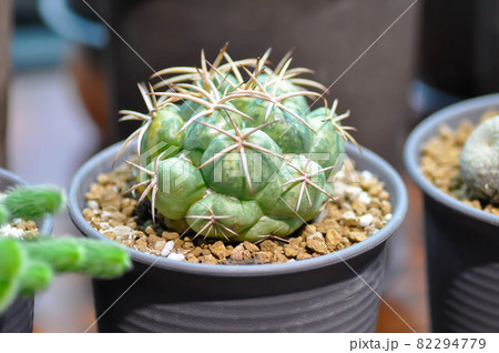 cactus , cactus plant in the pot 82294779