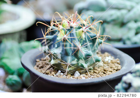 cactus , cactus in the pot cactus , cactus in the pot 82294780