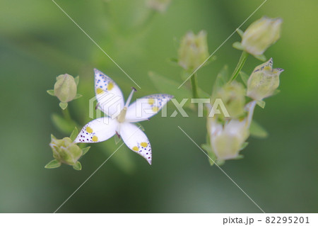 アケボノソウ（4枚の花弁） 82295201