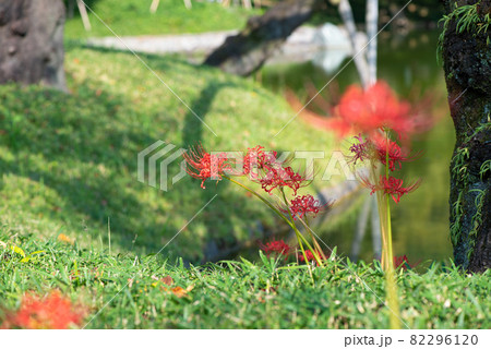 彼岸花 82296120