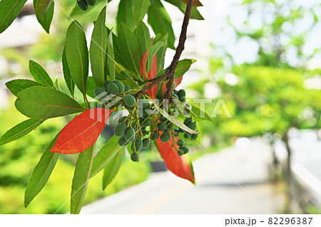 緑色のホルトノキの実 緑色のホルトノキの実 82296387