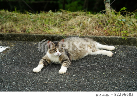 食べ過ぎか妊娠してるか判断に迷う野良猫 82296682