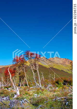 View over magical austral forests, peat bogs and high mountains in Tierra del Fuego National Park, Patagonia, Argentina, golden Autumn and blue sky 82296735