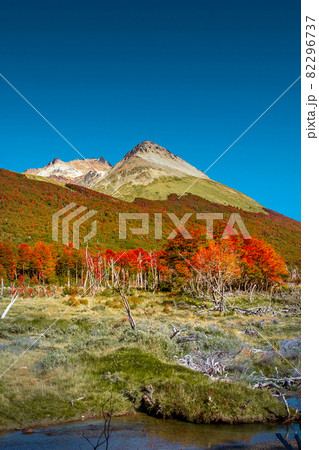 View over magical austral forests, peat bogs and high mountains in Tierra del Fuego National Park, Patagonia, Argentina, golden Autumn and blue sky View over magical austral forests, peat bogs and high mountains in Tierra del Fuego National Park, Patagonia, Argentina, golden Autumn and blue sky 82296737