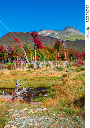 View over magical austral forests, peat bogs and high mountains in Tierra del Fuego National Park, Patagonia, Argentina, golden Autumn and blue sky 82296742