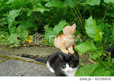 錆柄野良猫お母さんと一緒に親離れまで残り僅かな時を過ごす可愛い子猫達 錆柄野良猫お母さんと一緒に親離れまで残り僅かな時を過ごす可愛い子猫達 82296826