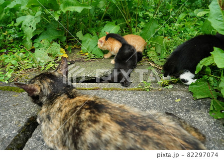 可愛い野良猫の子猫はお母さんと一緒に食後のくつろぎタイム 82297074