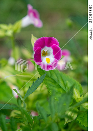 道端に紫色の花を咲かせる花瓜草の写真素材