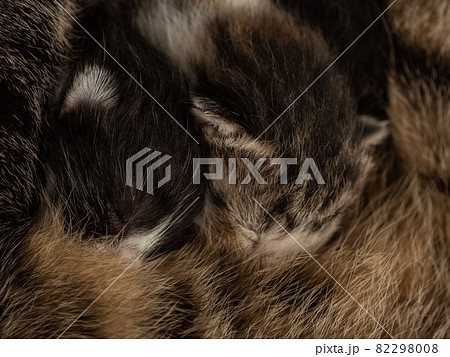 母猫の懐でおっぱいを吸う2匹の子猫 母猫の懐でおっぱいを吸う2匹の子猫 82298008