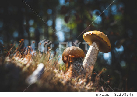 two orange cap boletus mushroom grow 82298245
