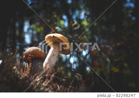 two orange cap boletus grow in wood 82298247