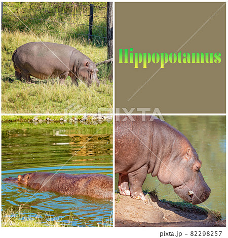 Collage Of A Hippopotamus In Water 82298257