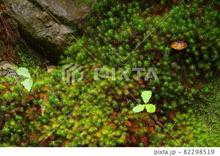 苔むす岩 82298519