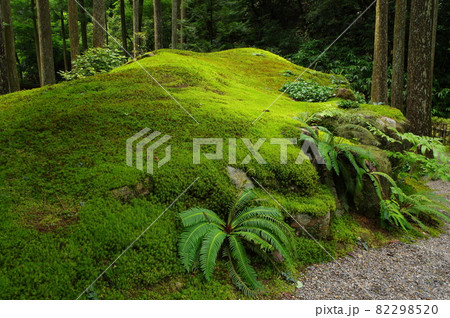 日用苔の里 石川県小松市日用町 日用苔の里 石川県小松市日用町 82298520