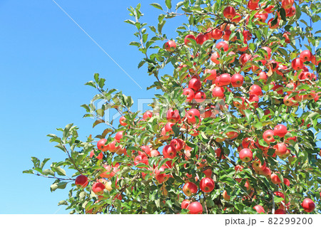 赤く色づいた収穫前のリンゴ 82299200