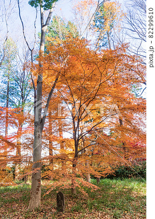 「埼玉県」川口市安行・興禅院の紅葉 「埼玉県」川口市安行・興禅院の紅葉 82299610