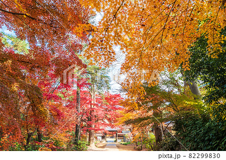 「埼玉県」川口市安行・興禅院　参道の紅葉 82299830