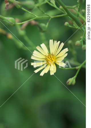 アキノノゲシの花【緑背景】 アキノノゲシの花【緑背景】 82299898